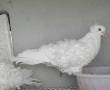 کبوتر جکسون کاکل پرپا سفید