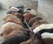 فروش گوسفند زنده جنس نر به مناسبت عیدسعیدقربان