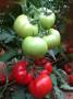 بذر گوجه فرنگی گلخانه ای(پاندا panda)