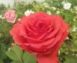 گل رز گلدانی عمده