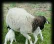 فروش ویژه ی گوسفند زنده