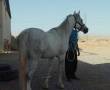اسب عرب، مادیان مدرک دار