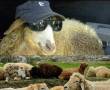 فروش گوسفند زنده
