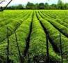 فروش استثنائی  باغ چای و مزرعه در املش رودسر