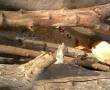چوب شومینه-فروش بدون واسطه