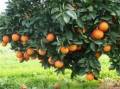 10000مترباغ میوه در شمال کشور(فریدونکنار)