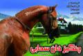 فروش اسب عرب اصیل