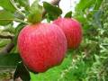 فروش باغ سیب