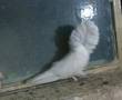 یک جفت کبوتر هلندی سفید