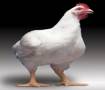 آموزش مرغداری و پرورش مرغ گوشتی صد در صد تضمینی