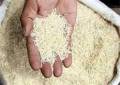 فروش برنج شمال با قیمت استثتایی