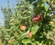 باغ سیب 200 اصله درخت 4ساله