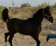 اسب نریون عرب یک ساله