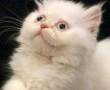 خرید گربه پرشین سفید و پشمالو چشم آبی