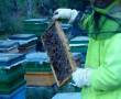 تولید عسل عمده