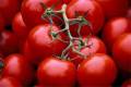 فروش گوجه ربی  بصورت فله یاکال (سبد) به نرخ ارزان