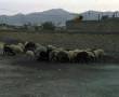 گوسفند زنده عرضه مستقیم از دامداری مرکزی
