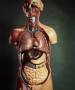 فروش انواع مولاژ و مدلهای اناتومی-اسکلت با احشا داخلی و بدن شفاف زن باردار