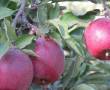 باغ سیب شهرستان دنا .سی سخت