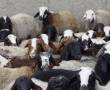 فروش گوسفند زنده گوشتی دامداری مرینوس