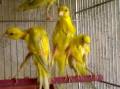 مشاوره و فروش انواع پرنده های زینتی در اصفهان