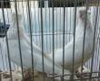 کبوتر دو کاکوله پاپر سفید