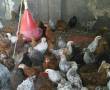 فروش جوجه مرغ تخمگذار 70 روزه