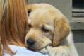 پانسیون درمان مشاوره خرید فروش انواع حیوانات سگ