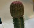 cactus پیوندی