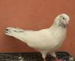کبوتر سفید نر خوش استیل