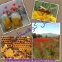 تولید و عرضه ی عسل طبیعی و ارگانیک بالاترین کیفیت