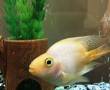 ماهی پرت زرد خارجی