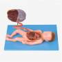 مدل آموزشی سیستم گردش خون جنین
