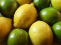 بزرگترین کشت کننده و فروشنده لیمو ترش