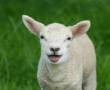 خریدار گوسفند به مبلغ شش میلیون تومان