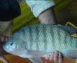 فروش بچه ماهی قزل گرمابی (تیلاپیا )