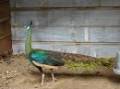 فروش طاووس بالغ