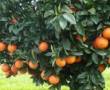 باغ نارنگی