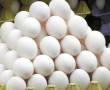 فروش تخم مرغ روز از مرغداری