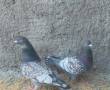 سه جفت کبوتر نسلدار