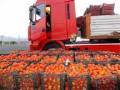 خرید و فروش و صادرات گوجه فرنگی و خربزه