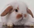 یه خرگوش این شکلى مى خوام