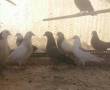 باسلام تعدادی جوجه کبوترفوق عالی به فروش میرسد