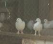 کبوتر سفید پاپر و تعدادی کاکل دار