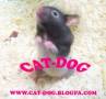 فروش همستر در رنگ های متنوع در فروشگاه (cat0dog)