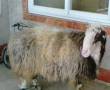 گوسفند زنده جهت عقیقه نذری وهیئات مذهبی