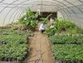 طرح توجیه فنی ، مالی و اقتصادی پرورش گل و گیاه در گلخانه ( پیتوس و نخل زینتی )