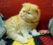 فروش گربه ایرانی (پرشین) قهوه ای Persian Cat