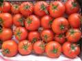 فروش ویژه ی بذر گوجه فرنگی