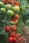 بذر گوجه فرنگی گلخانه ای(توپراک TOPRAK)